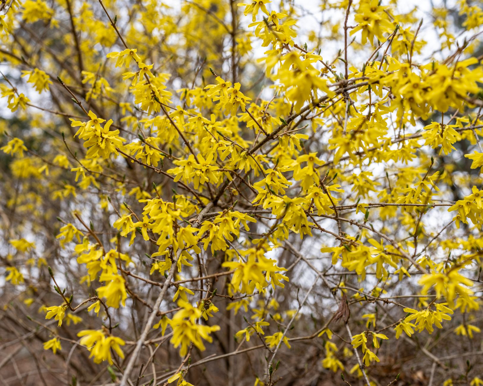 Forsythia