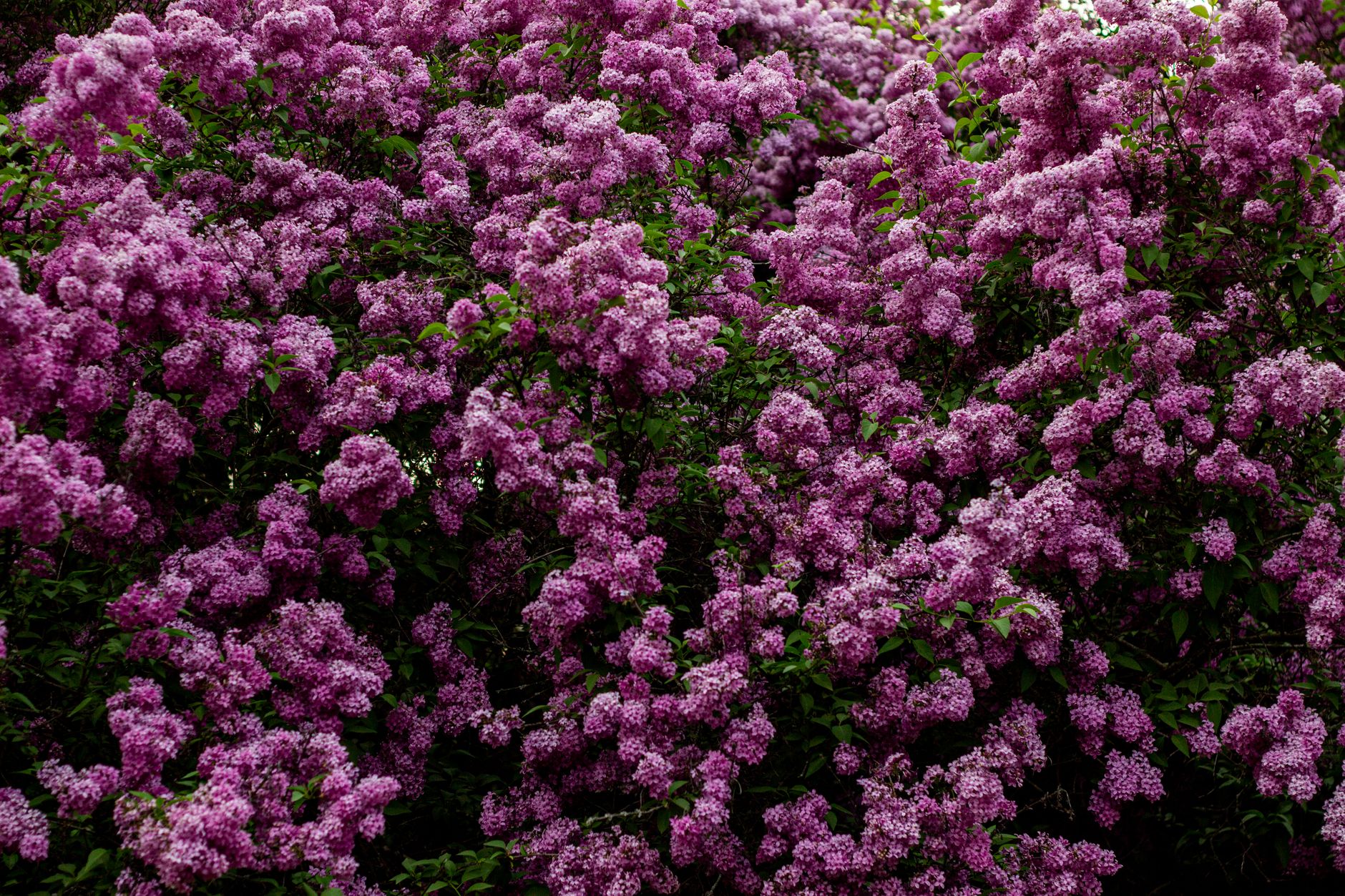 Lilas