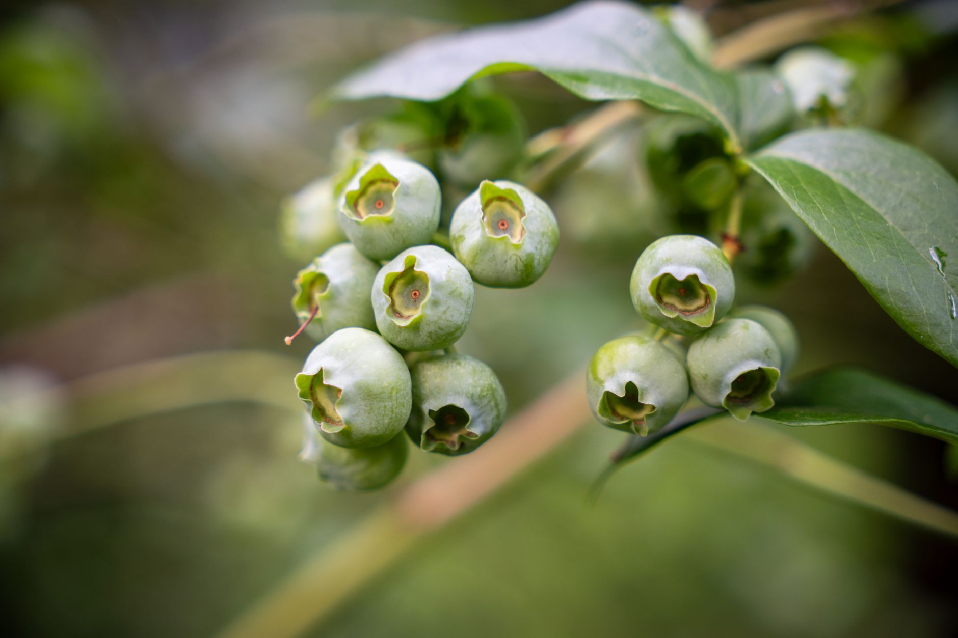 Myrtillier