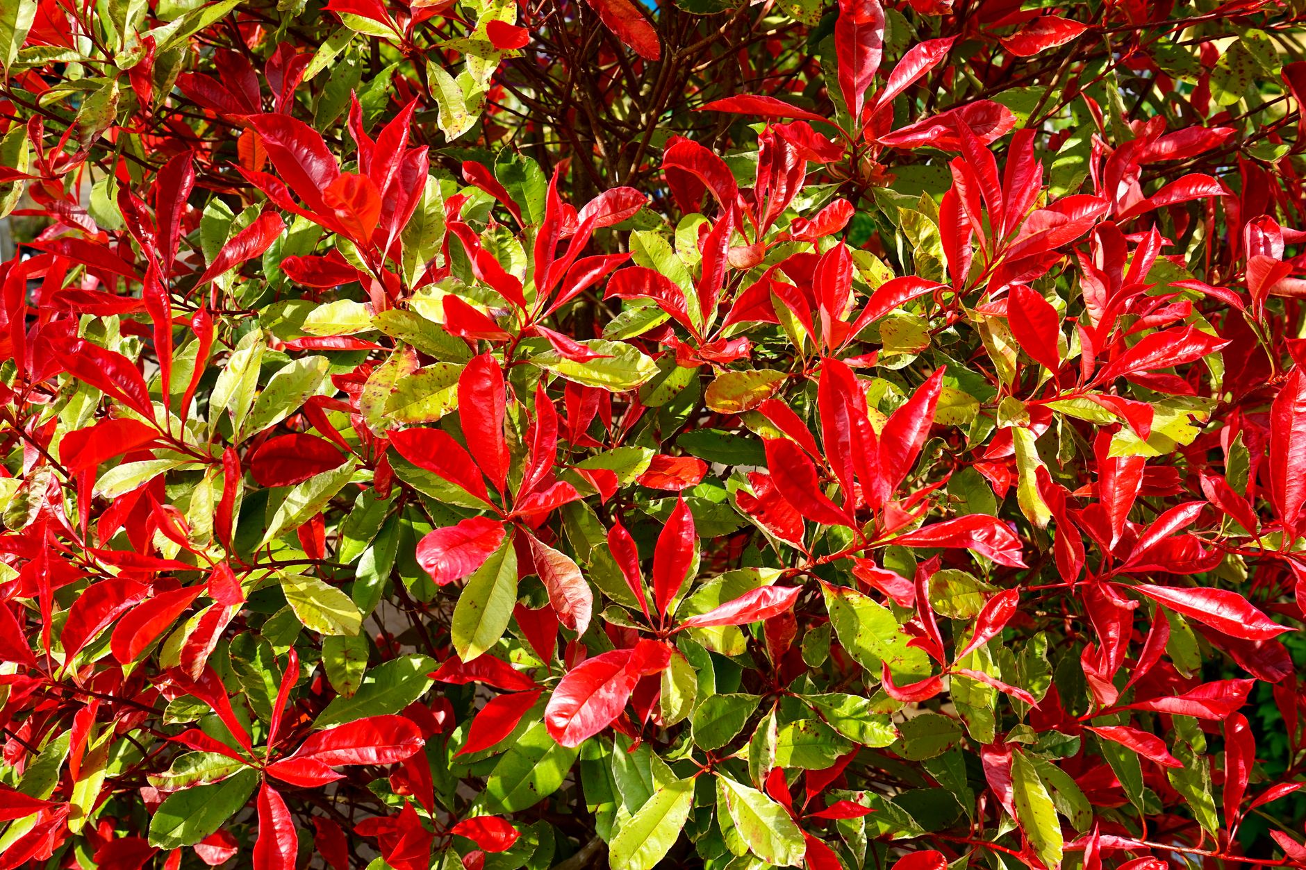 Photinia