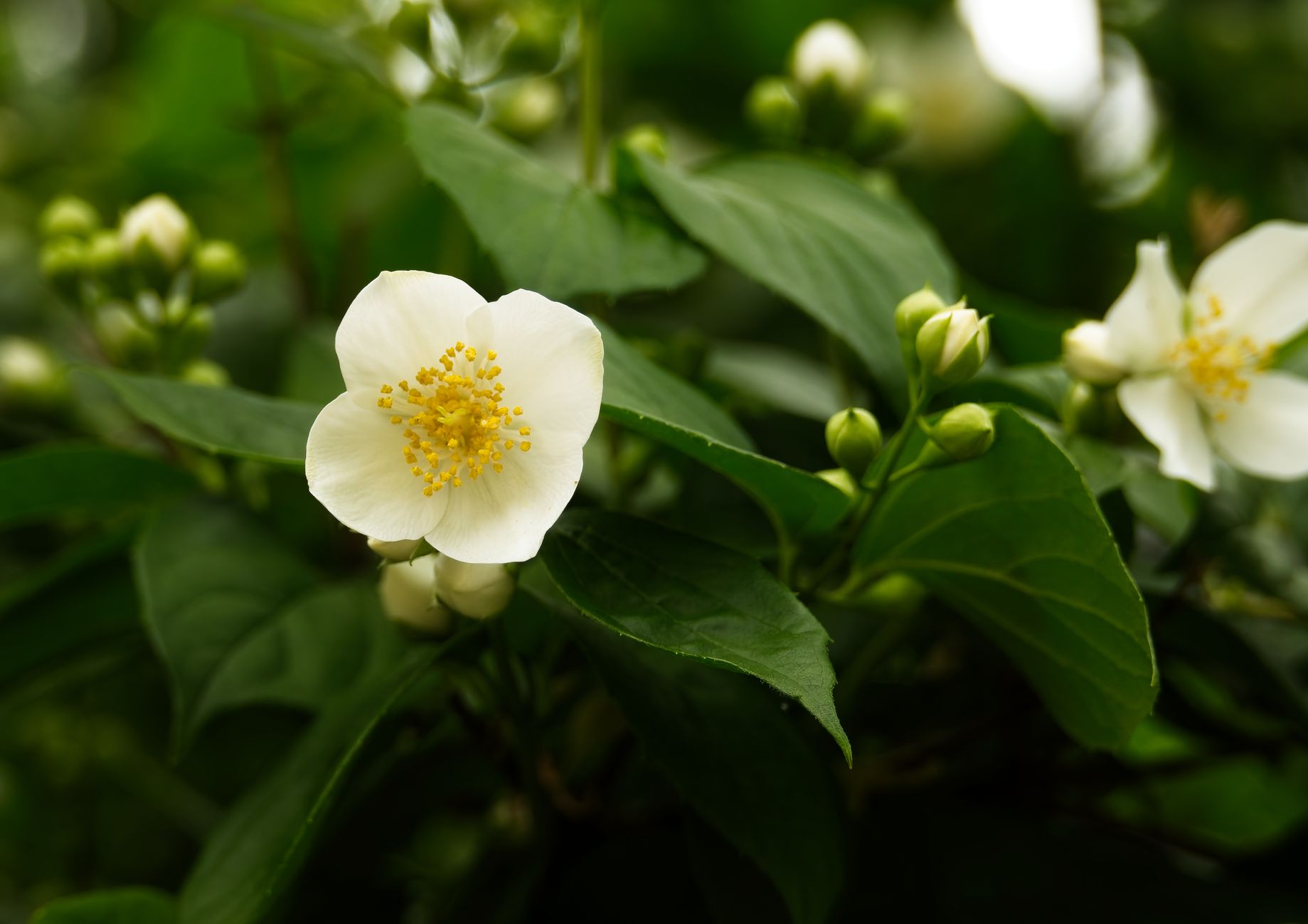 Seringat (Philadelphus)