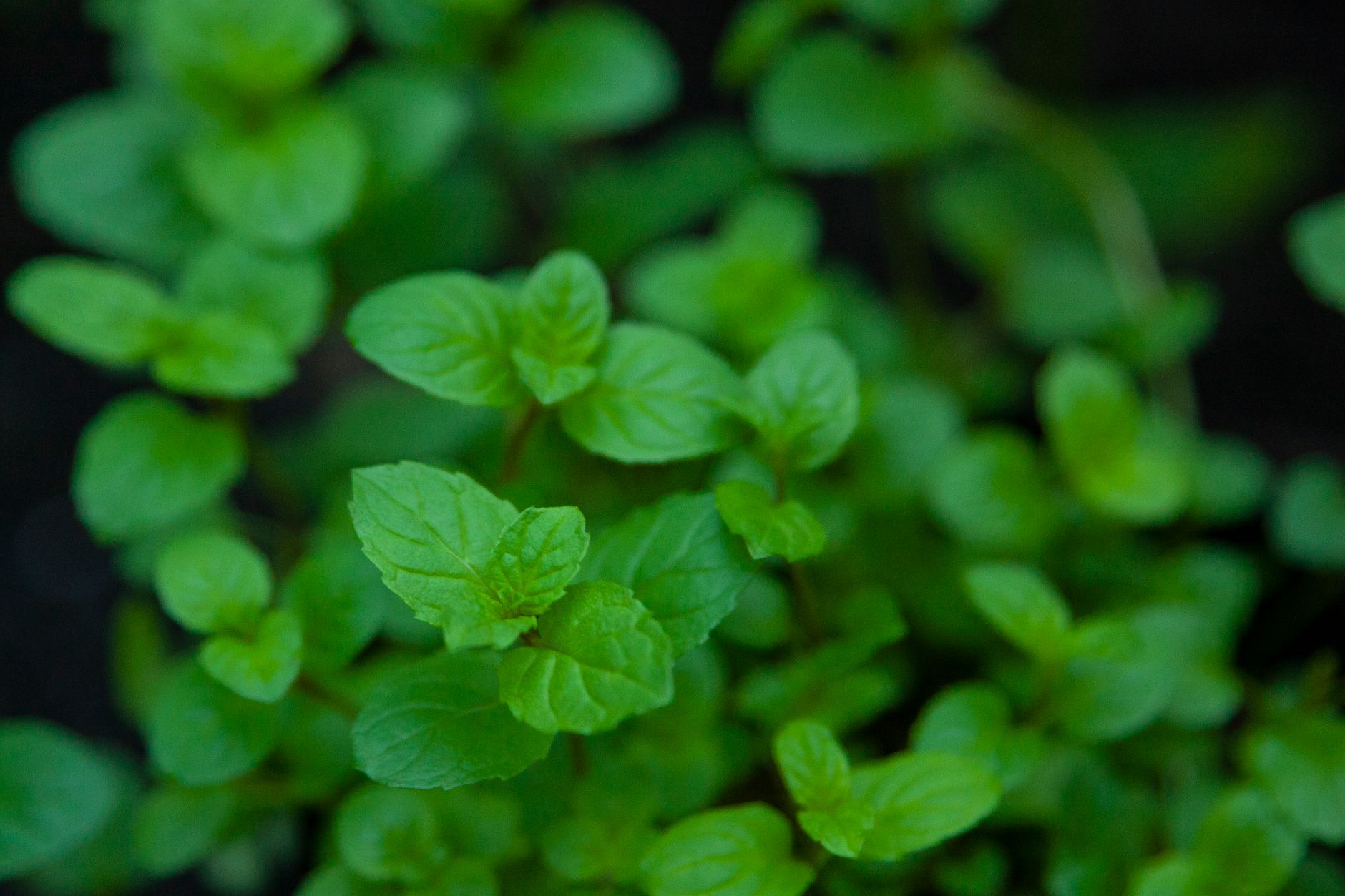 Menthe