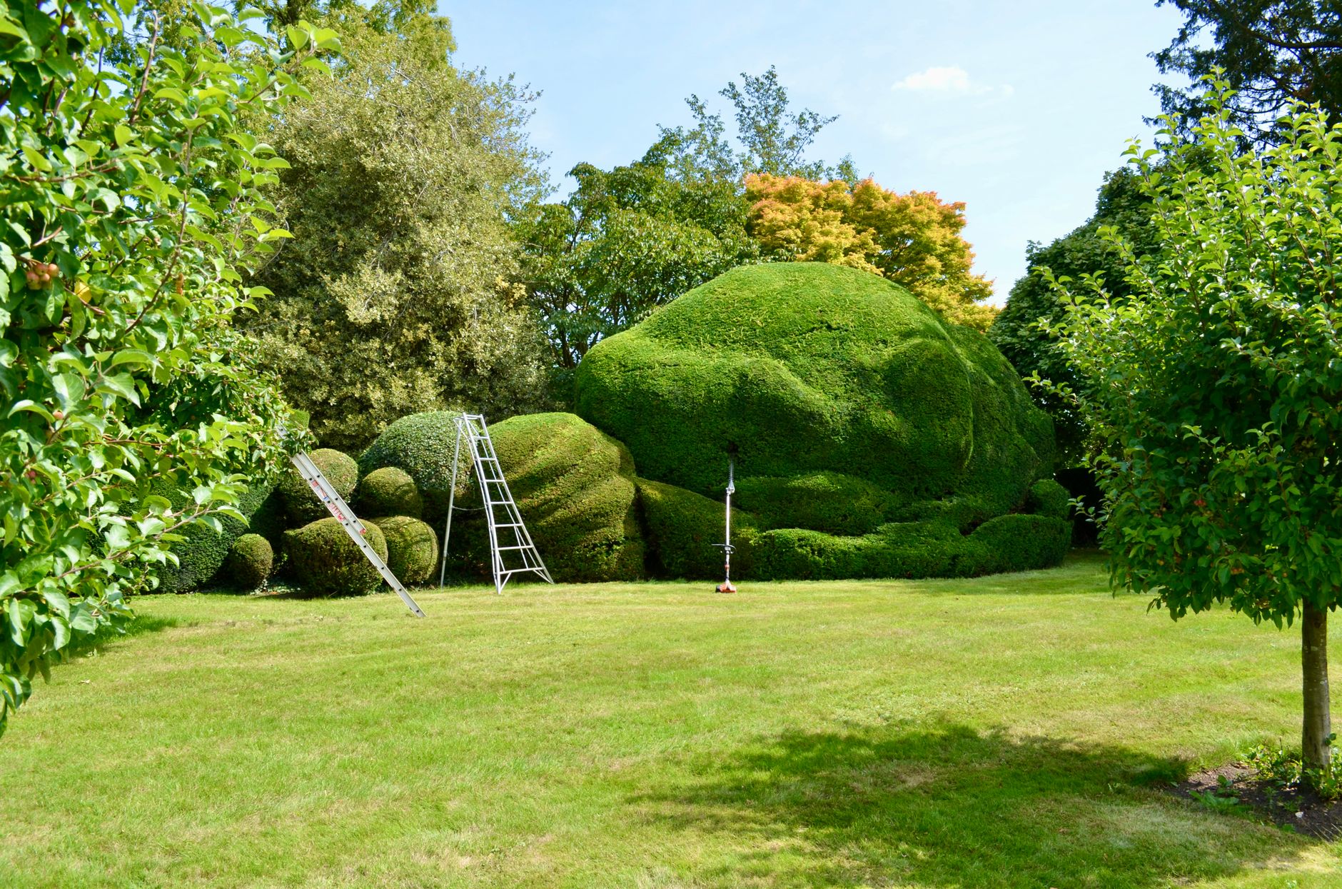 Arbustes de Jardin avec la Lune