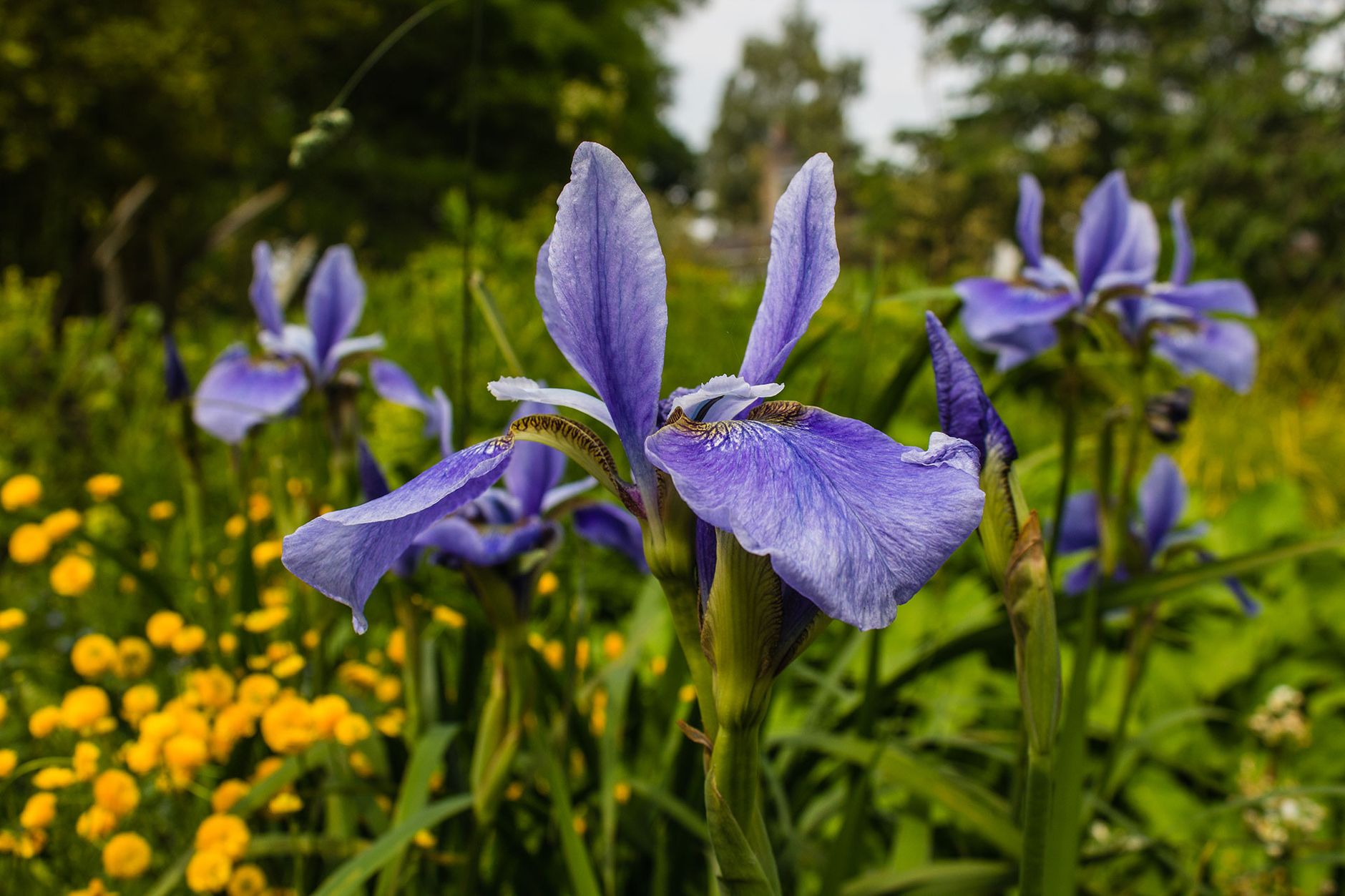 Iris
