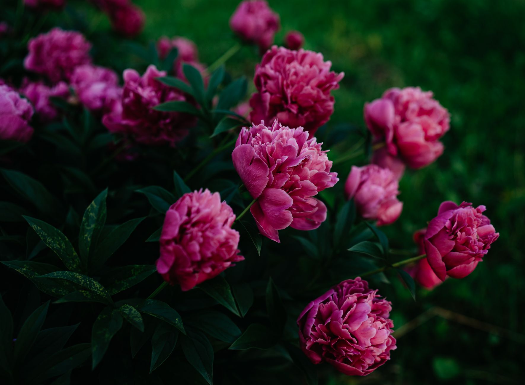 Pivoine