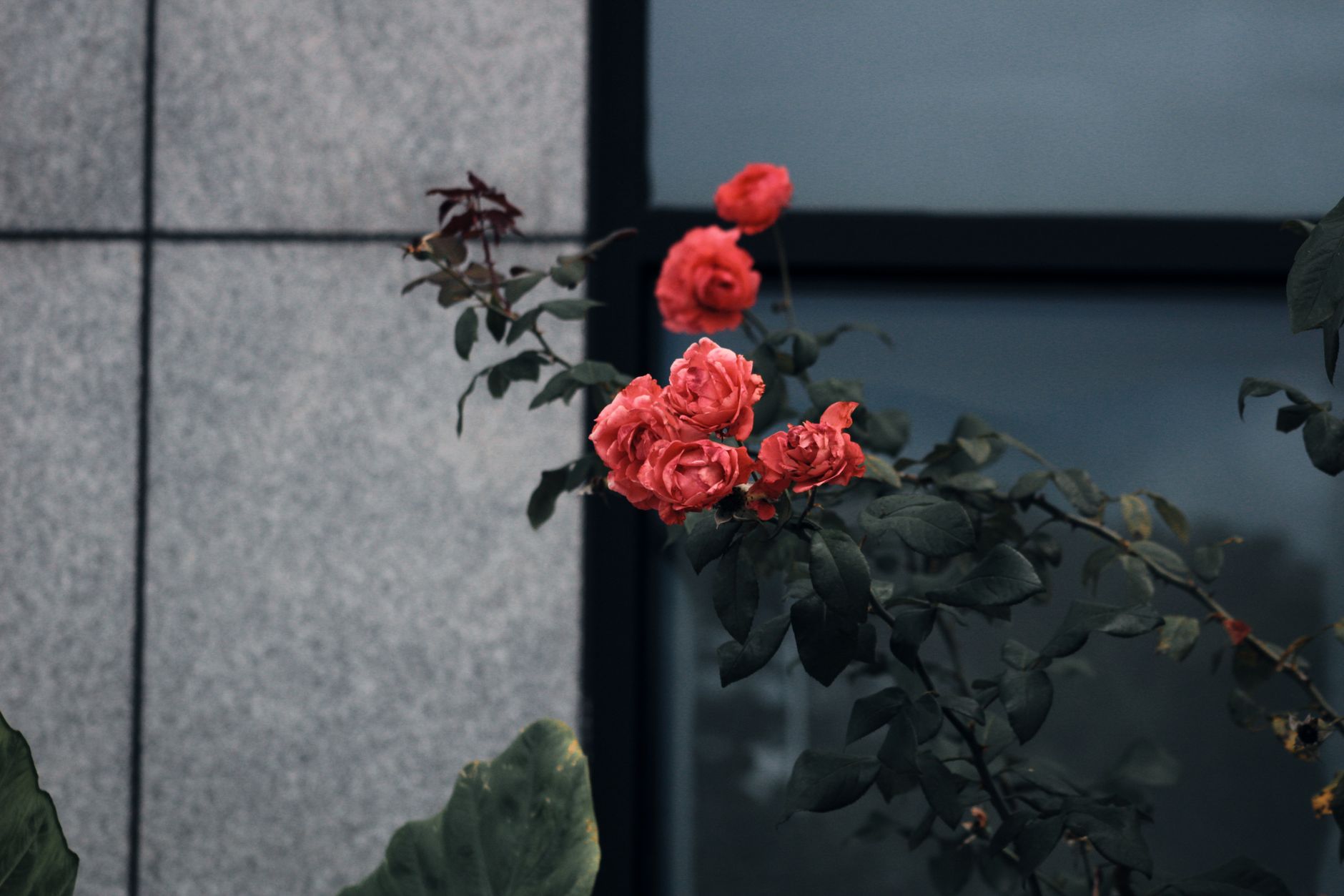 Rose (rosier)