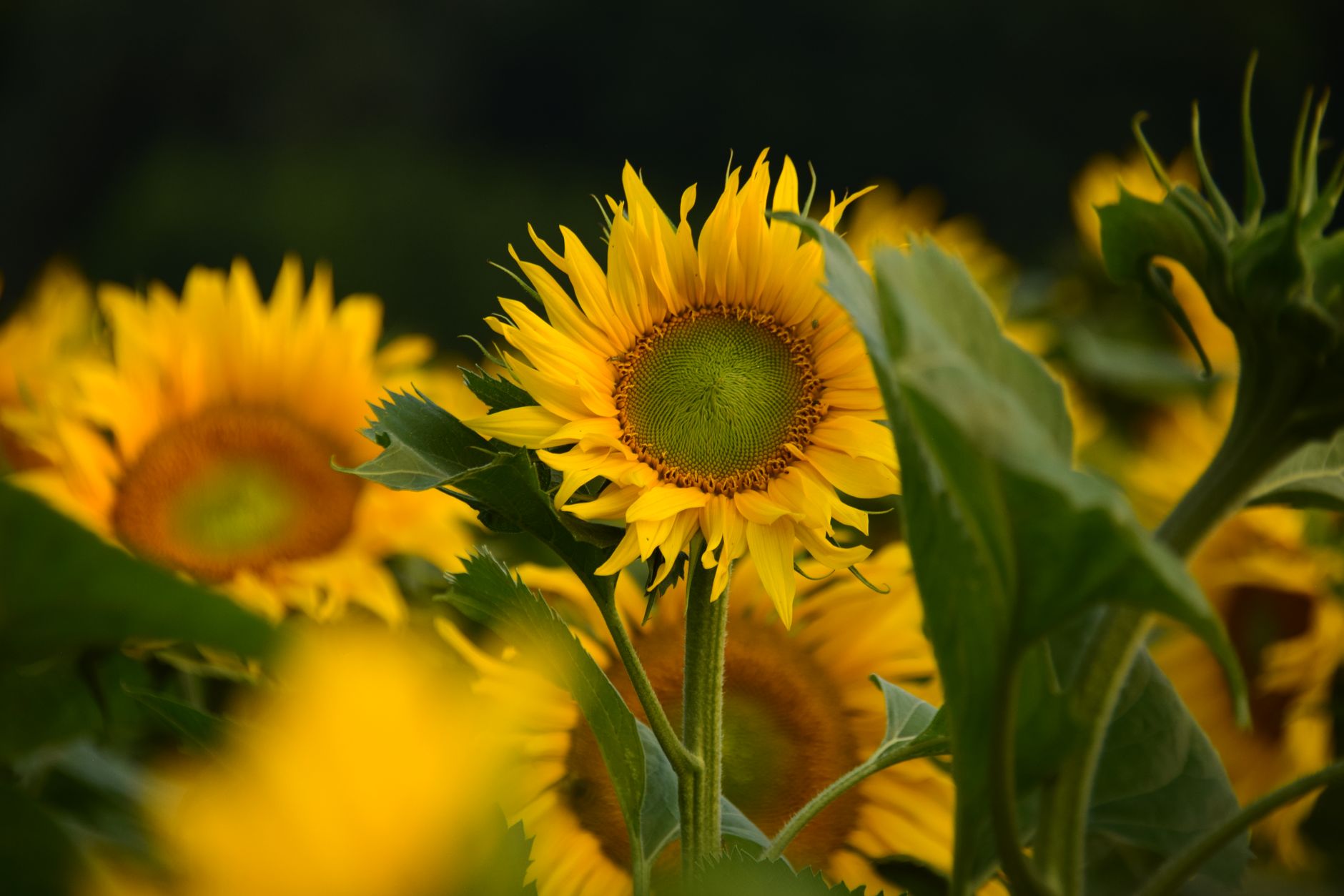 Tournesol