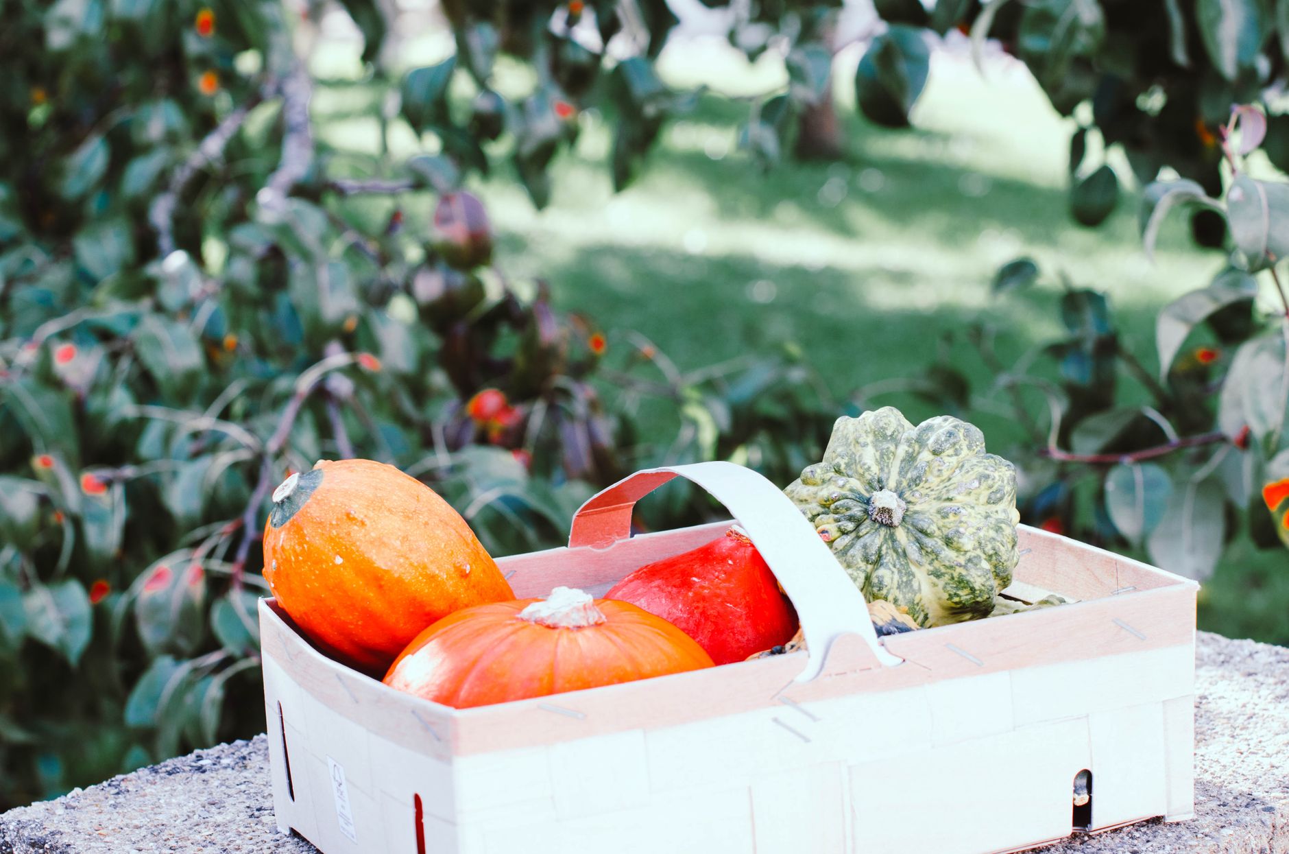 Jours Racines, Feuilles, Fleurs, Fruits : comment ça marche