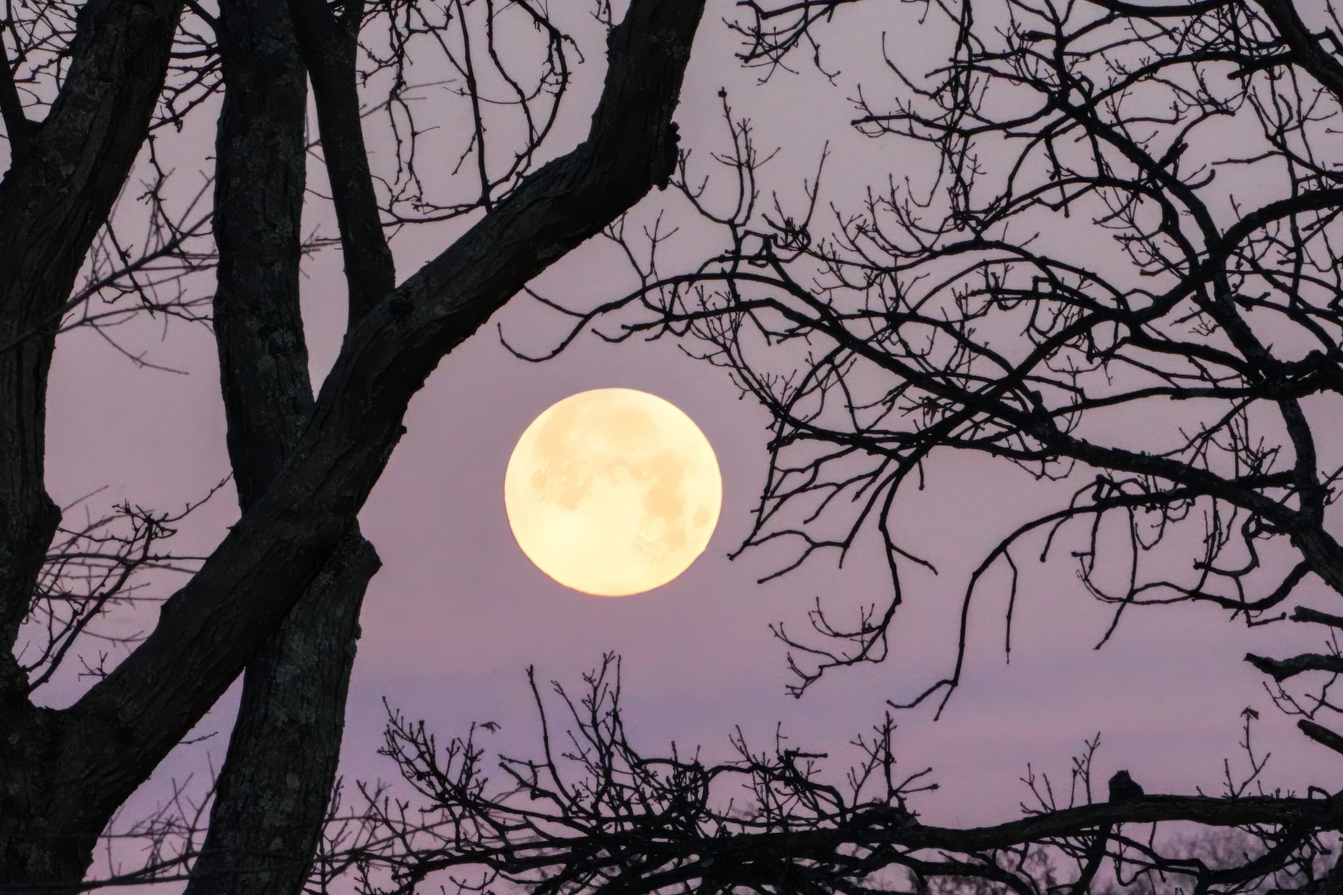 Pleine lune et nouvelle lune au jardin