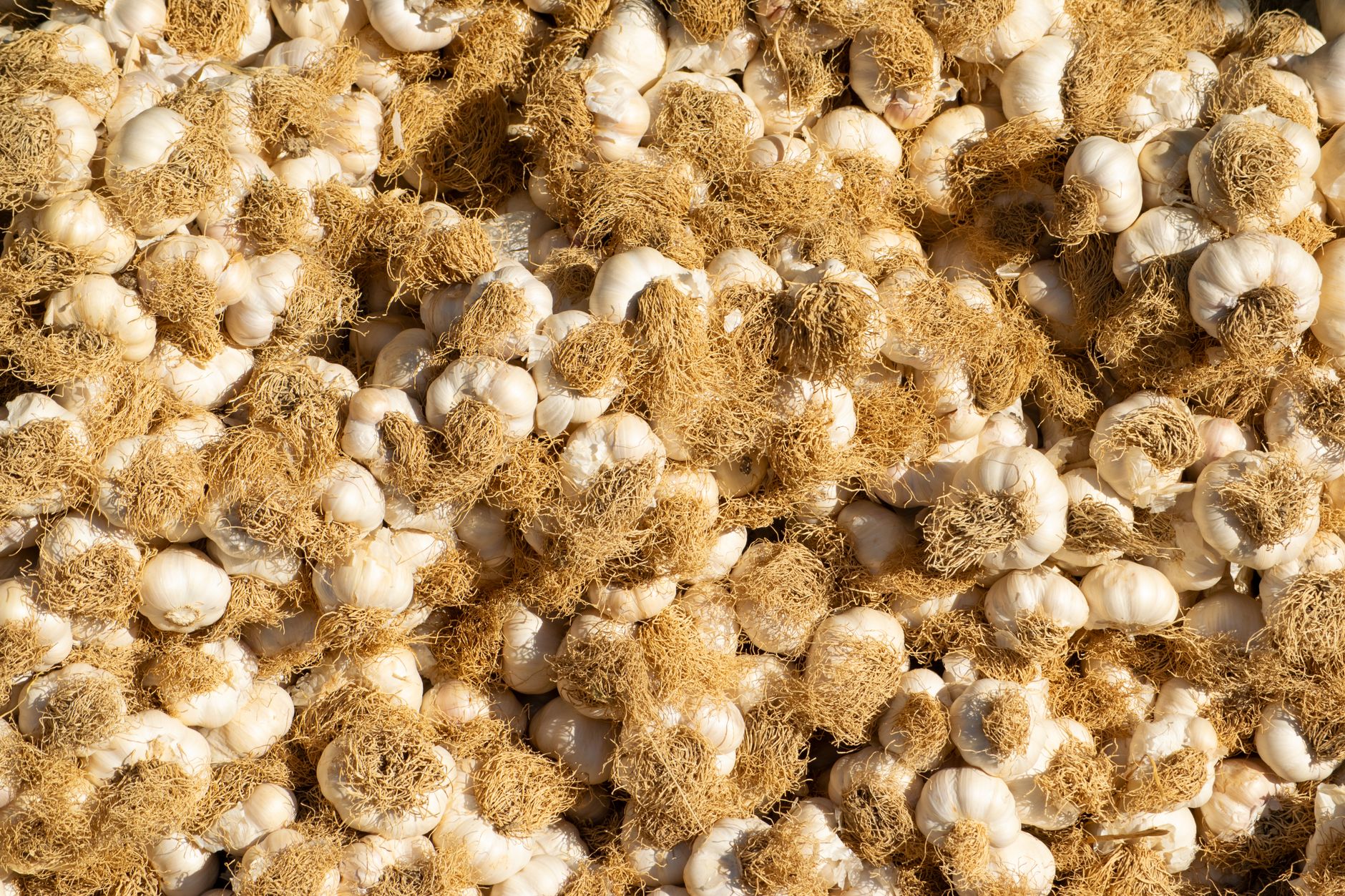 Ail, légume racines