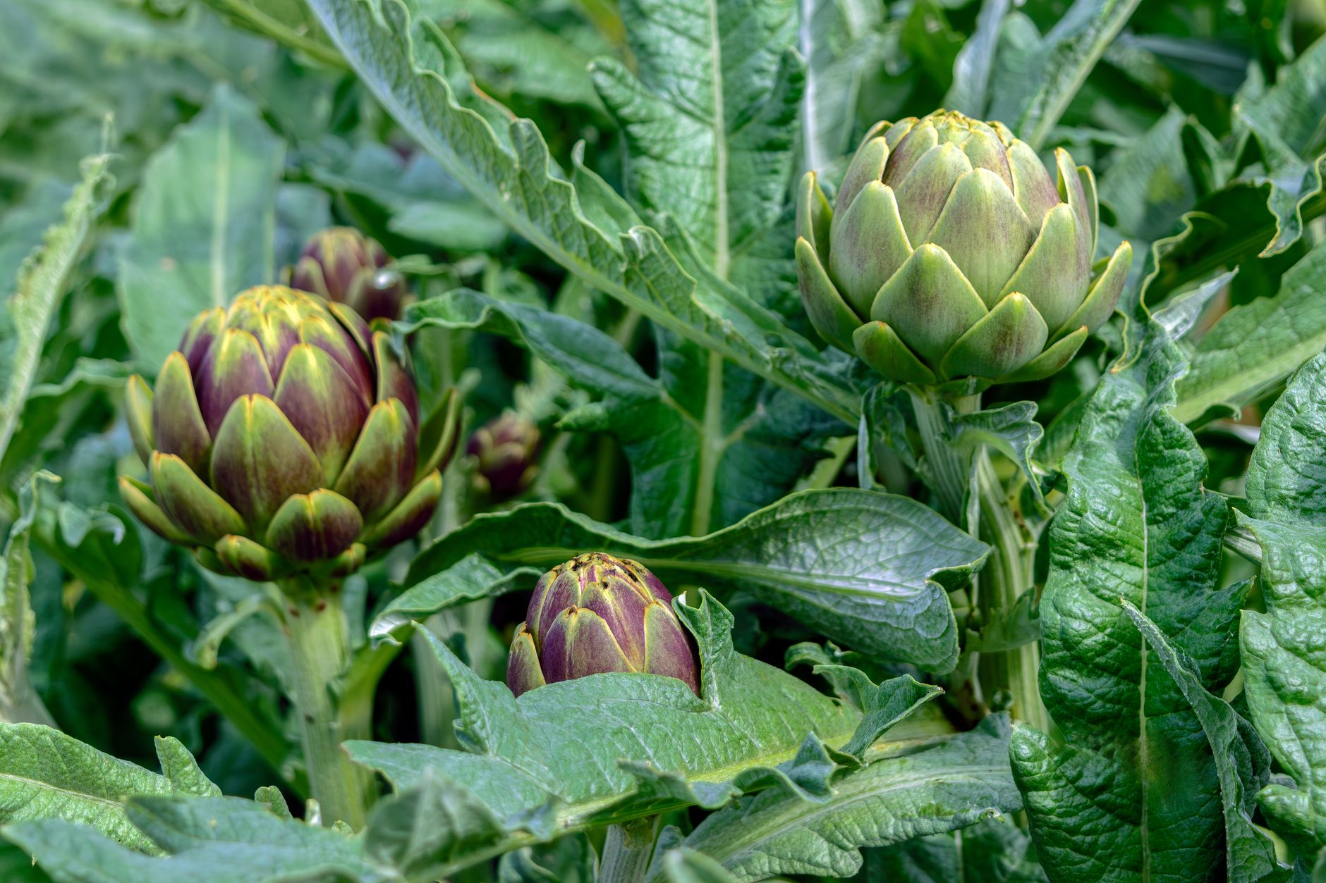 Artichaut, légume fleurs