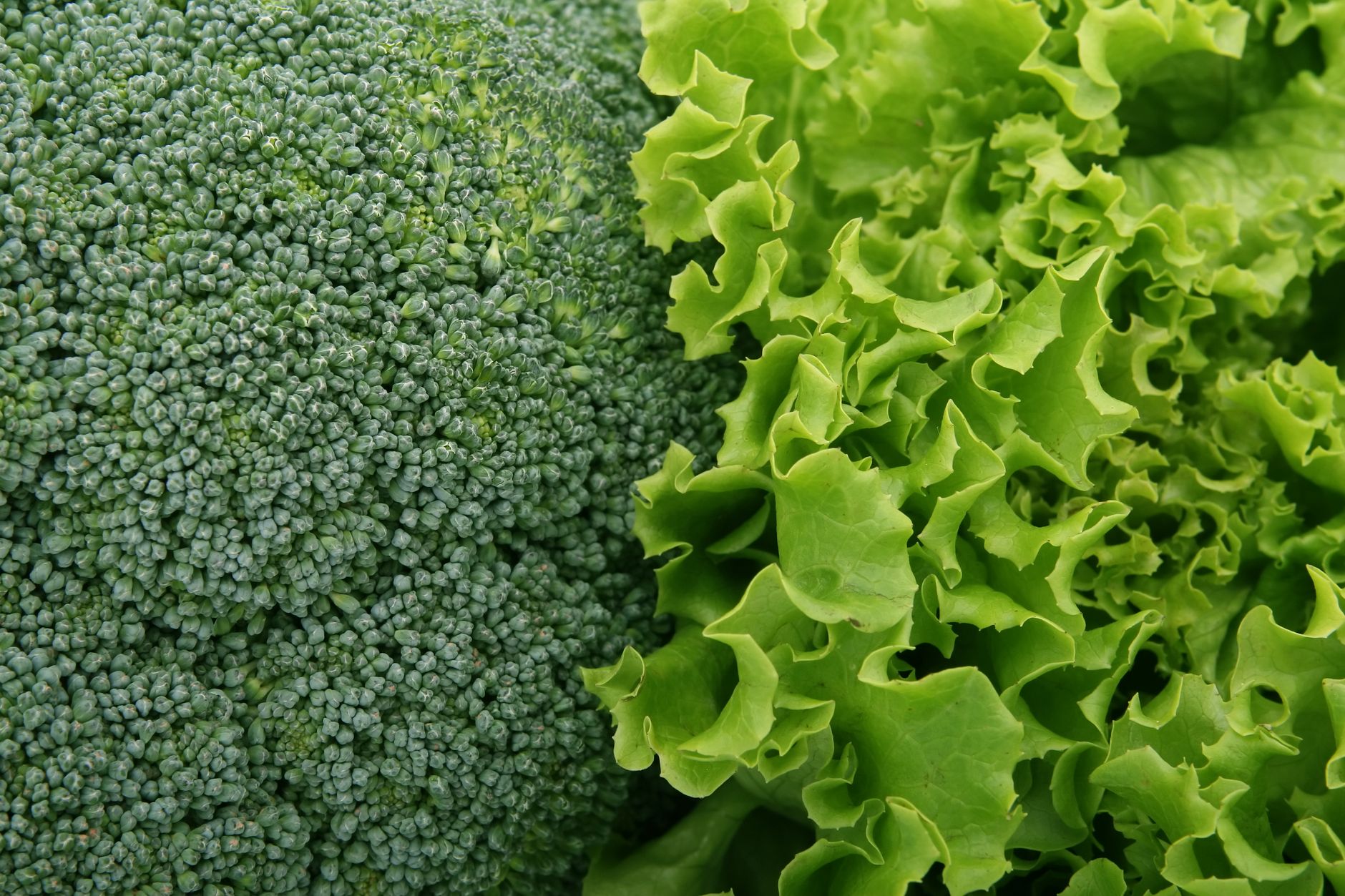 Brocoli, légume fleurs