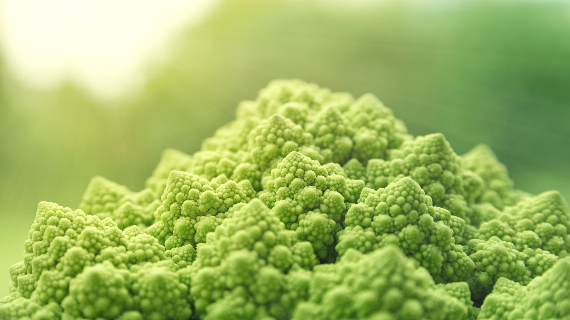Chou romanesco, légume fleurs