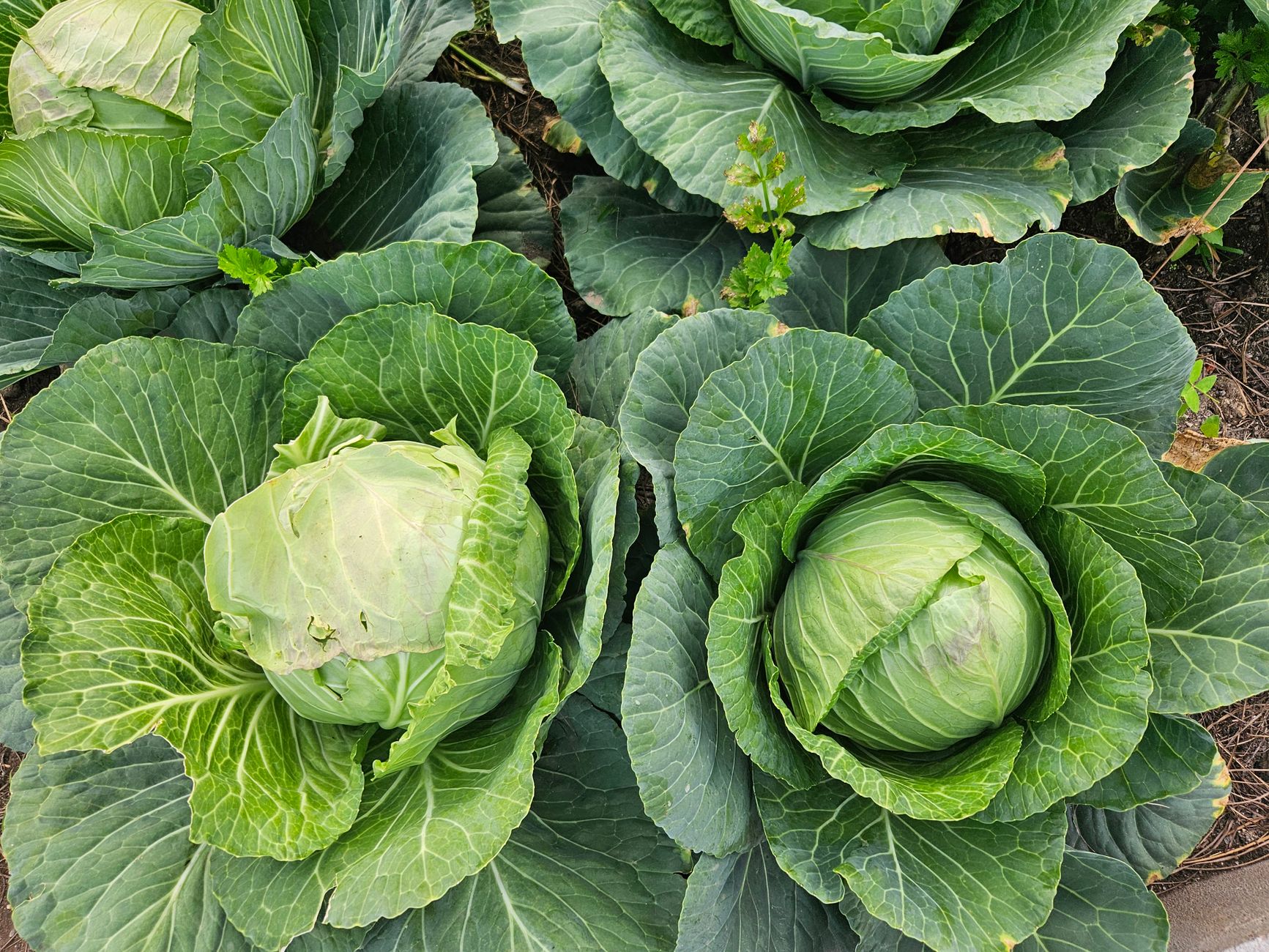 Chou, légume feuilles