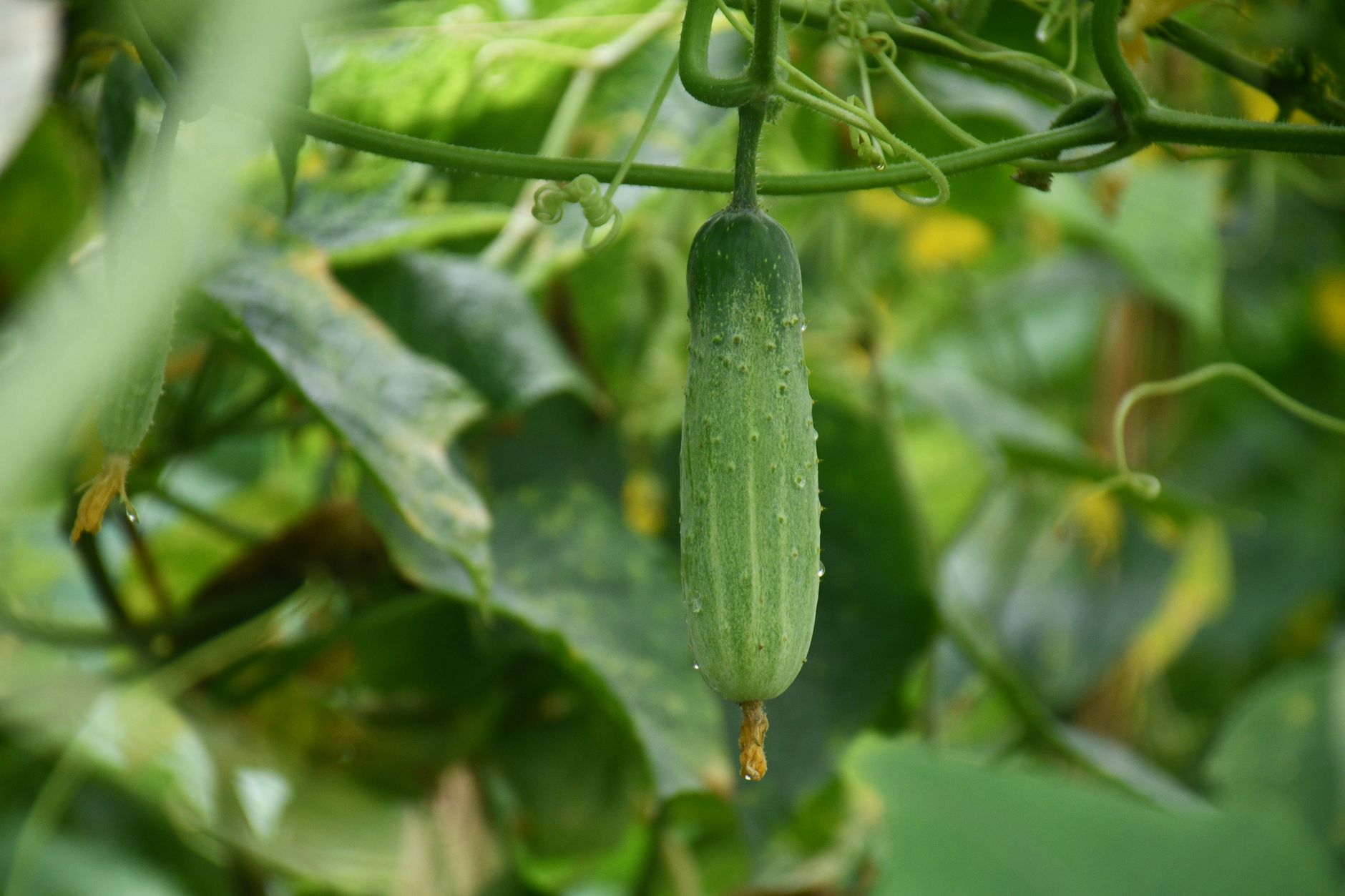 Concombre, légume fruits
