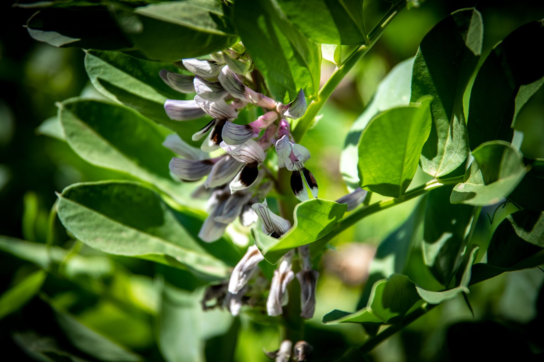 Fève, légume fruits