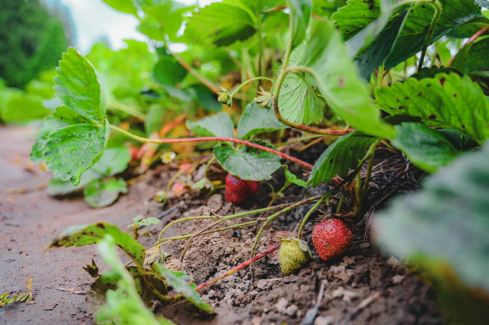 Fraise, légume fruits