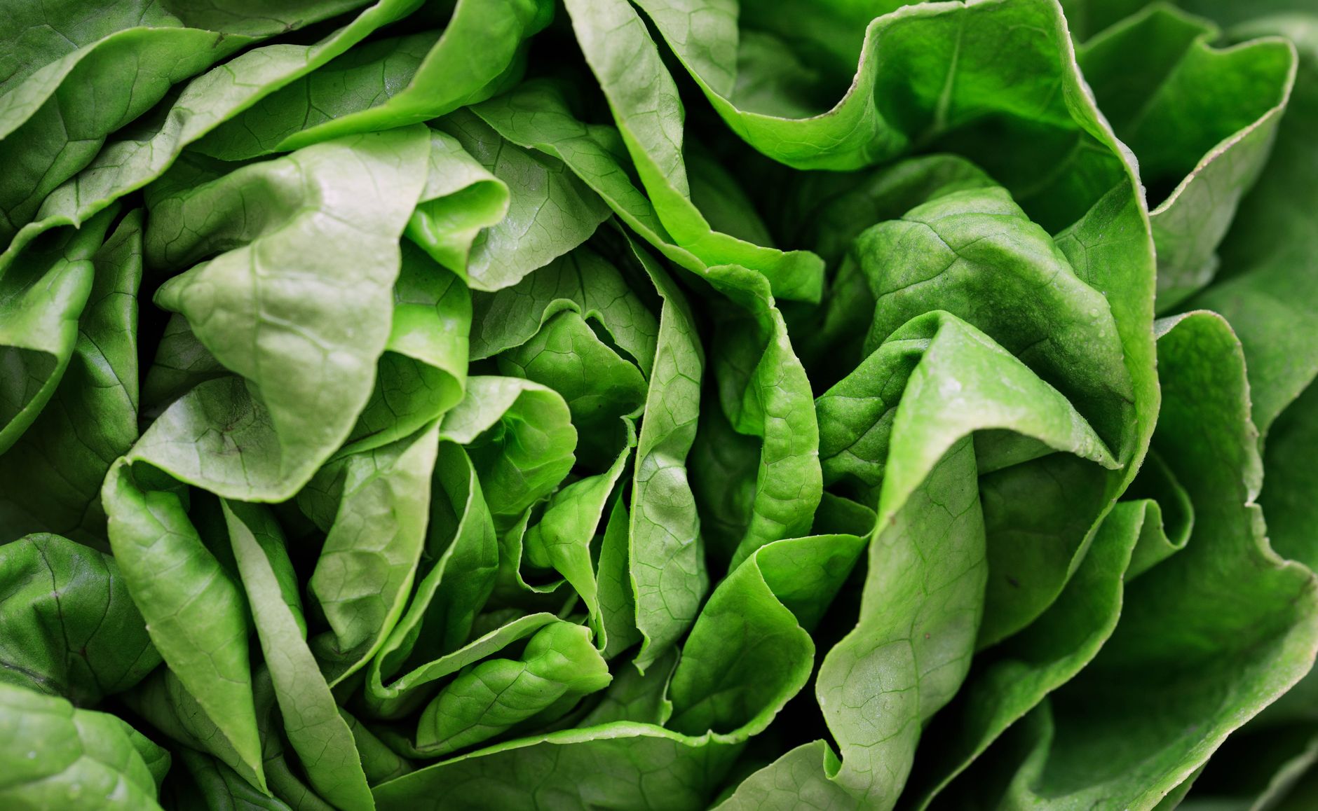 Mâche, légume feuilles