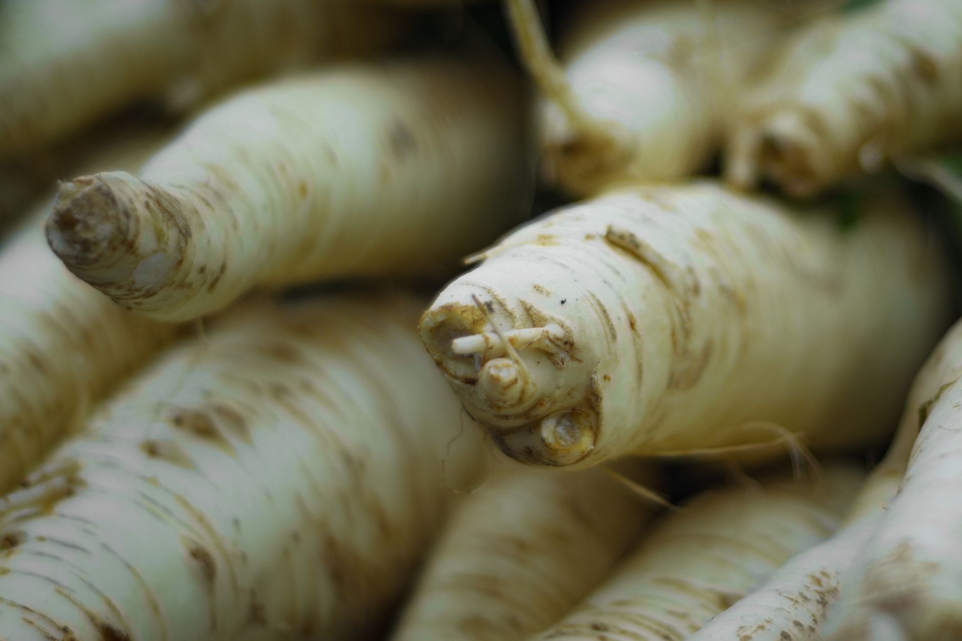 Panais, légume racines