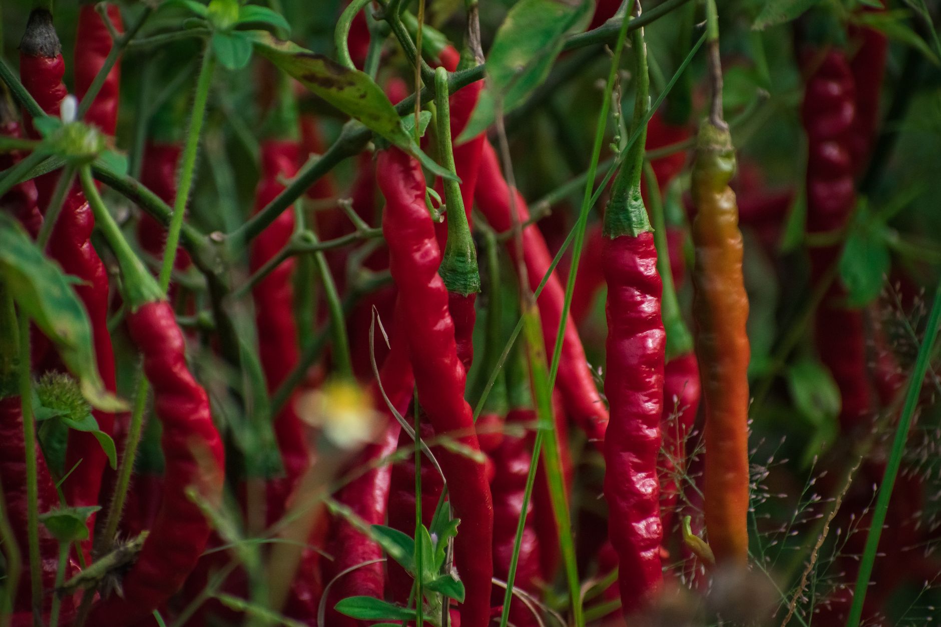 Piment, légume fruits