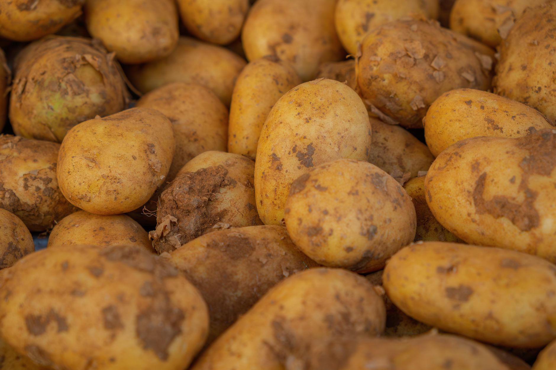 Pomme de terre, légume racines