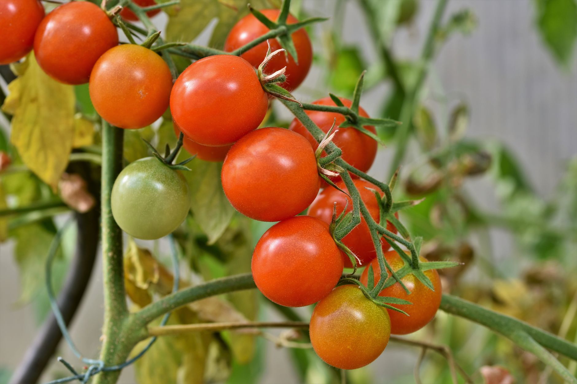 Tomate