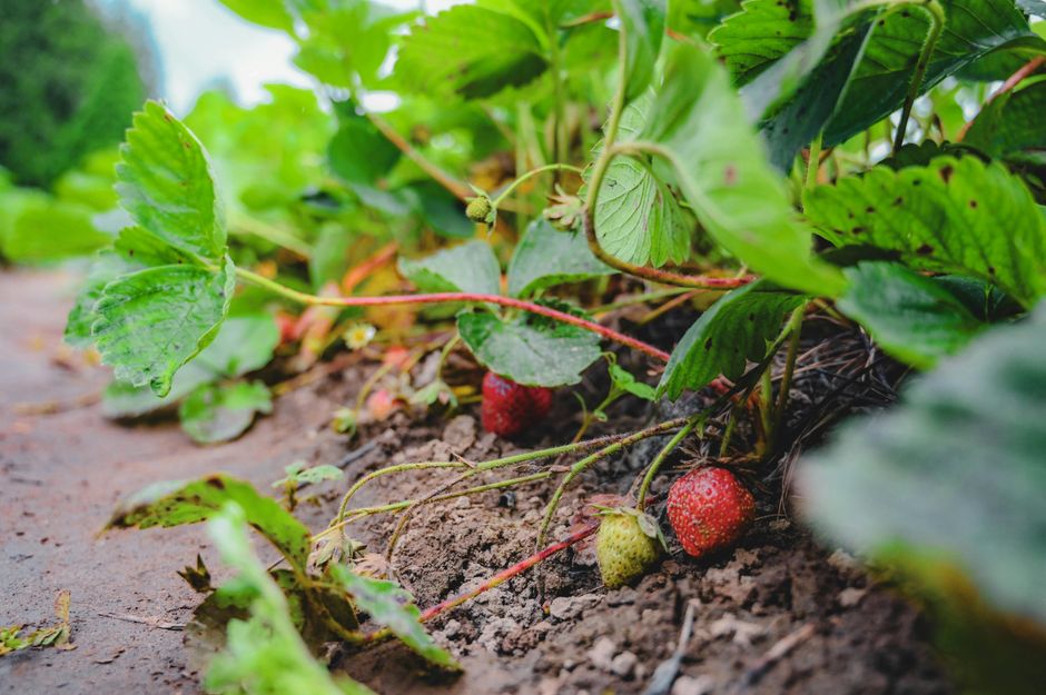 Quand planter les fraisiers selon la lune
