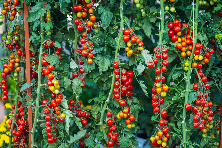 Quand planter les tomates selon la lune