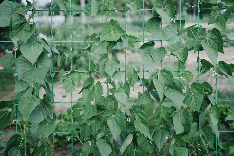 Quand semer les haricots selon la lune