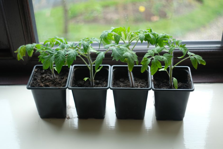 Semer les tomates : lune montante ou descendante