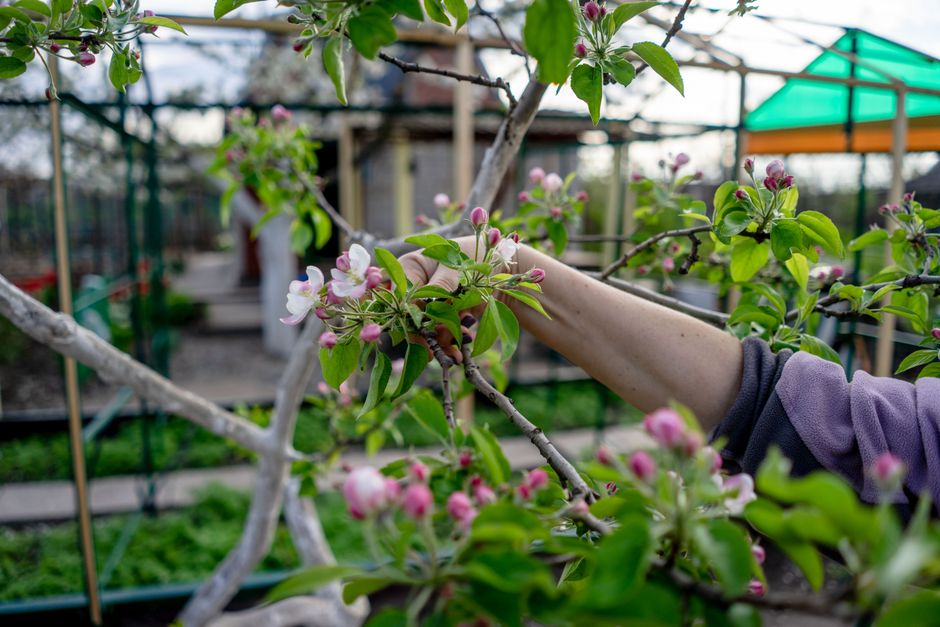 Quand tailler les arbres fruitiers selon la lune